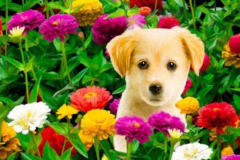 Cute Puppy Summer Wallpaper 4k Download