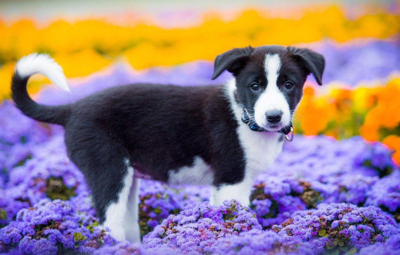 Cute Puppy Summer Wallpaper Desktop 4k