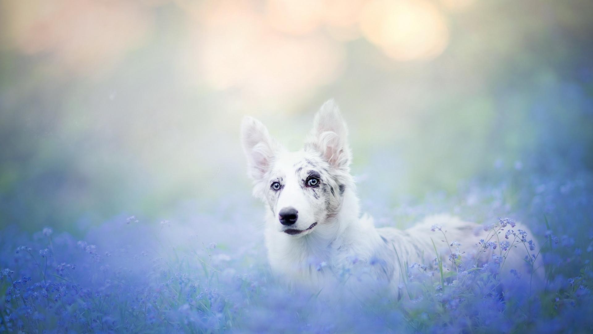 Cute Puppy Summer Wallpapers For Free