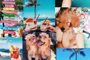 Cute Puppy Summer wallpaper 5k