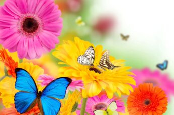 Summer Butterfly 1080p Wallpaper