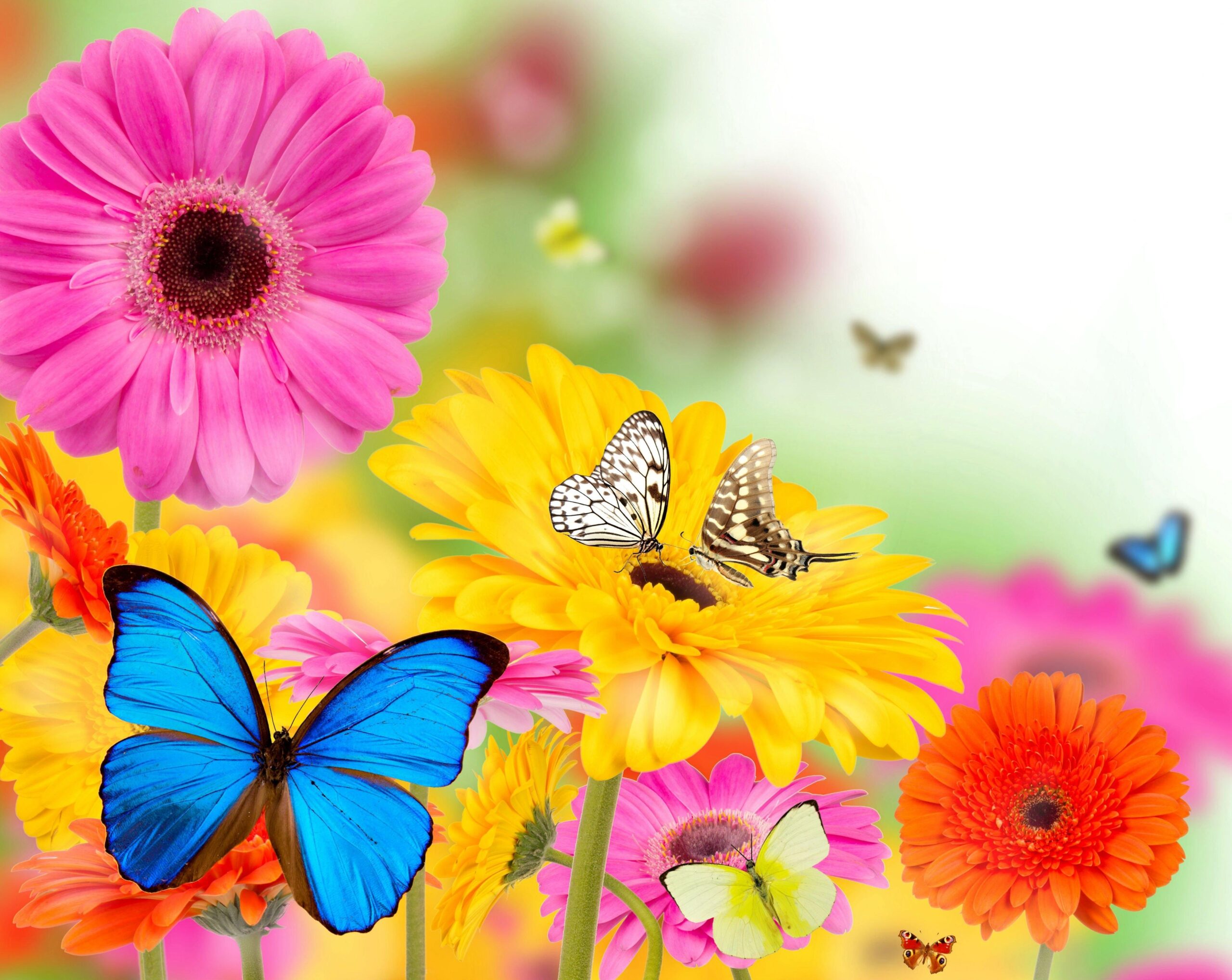 Summer Butterfly 1080p Wallpaper, Summer Butterfly, Nature