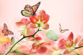 Summer Butterfly 4k Wallpaper