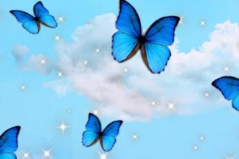 Summer Butterfly Desktop Wallpapers