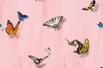 Summer Butterfly Download Wallpaper
