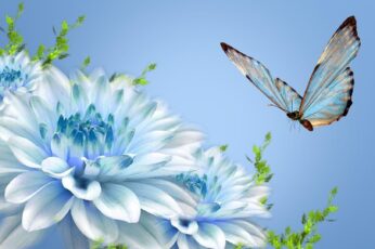 Summer Butterfly Hd Wallpaper