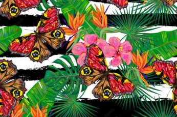 Summer Butterfly Wallpaper Photo
