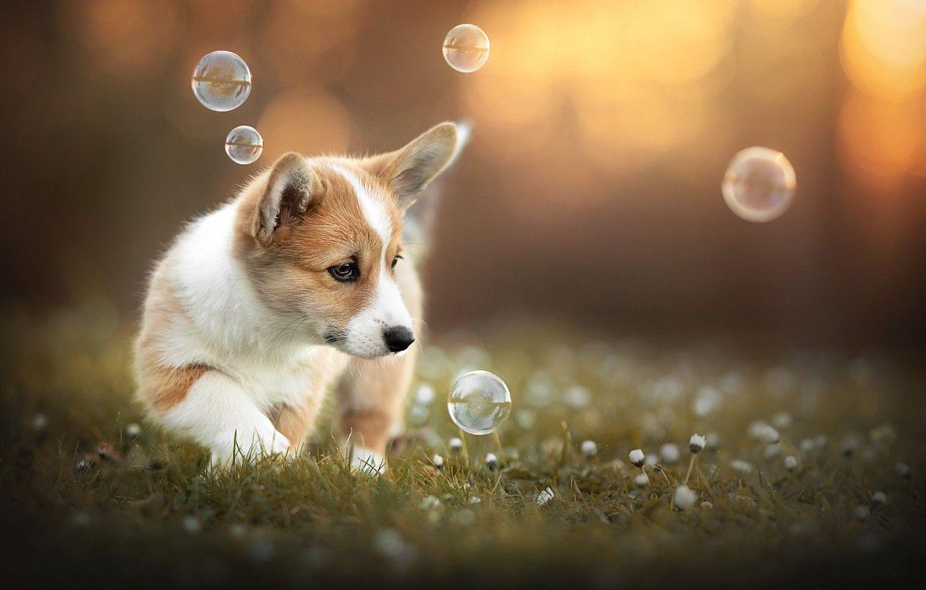 Summer Cute Dogs Desktop Wallpaper Hd