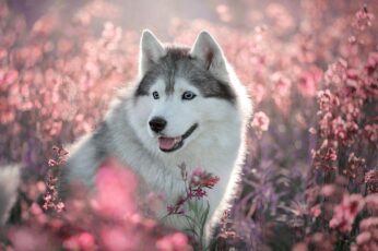 Summer Cute Dogs Desktop Wallpapers