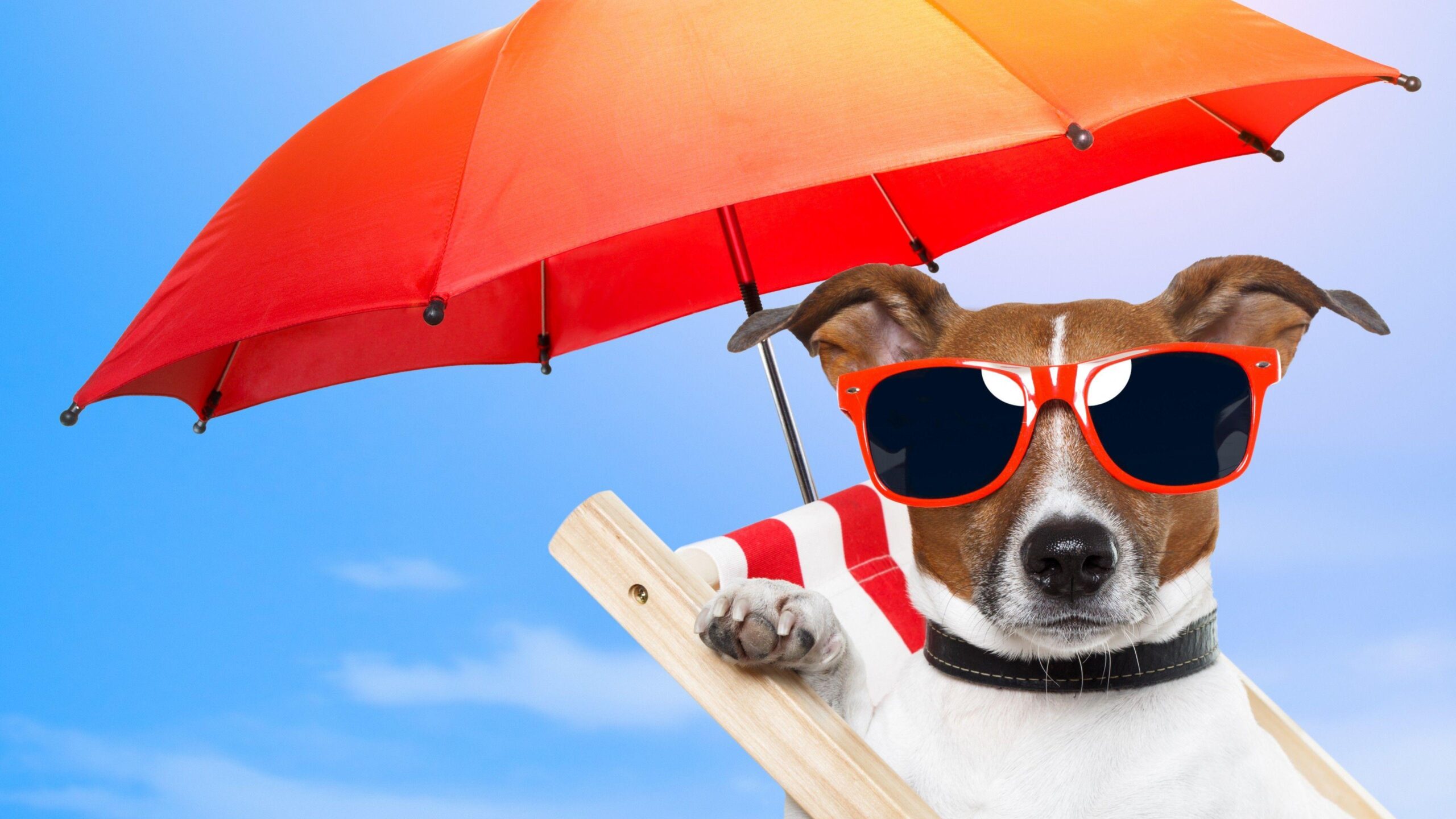 Summer Cute Dogs Download Wallpaper