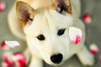 Summer Cute Dogs Hd Wallpaper