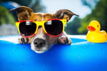 Summer Cute Dogs Hd Wallpapers For Pc