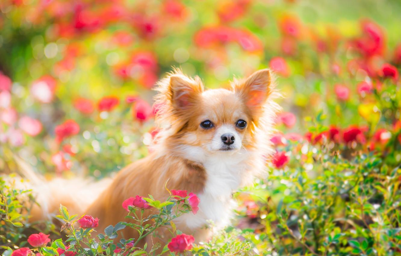 Summer Cute Dogs Wallpaper Desktop 4k