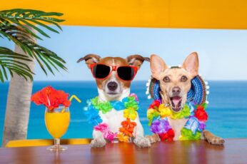 Summer Cute Dogs Wallpaper Download
