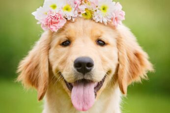 Summer Cute Dogs Wallpaper For Pc