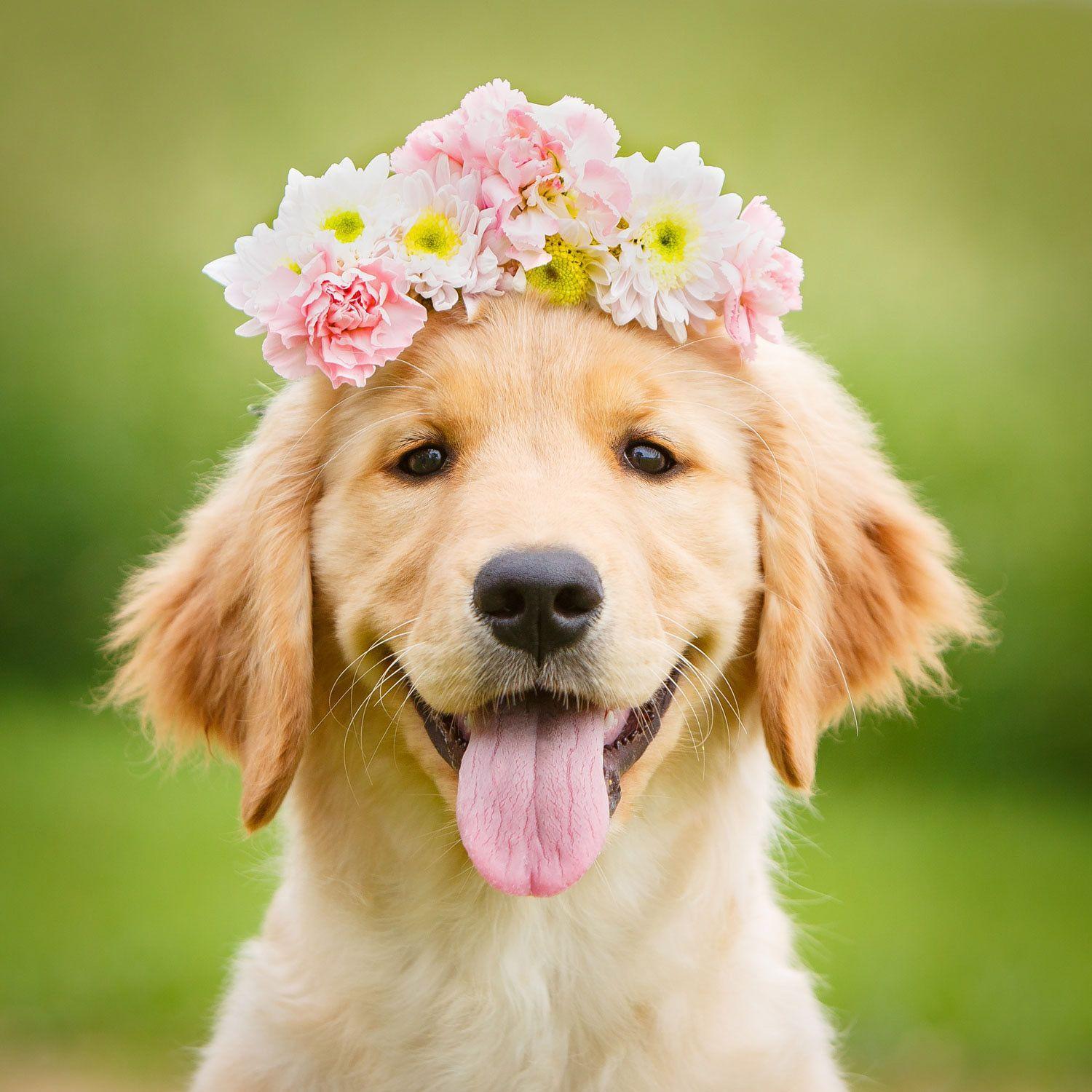 Summer Cute Dogs Wallpaper For Pc