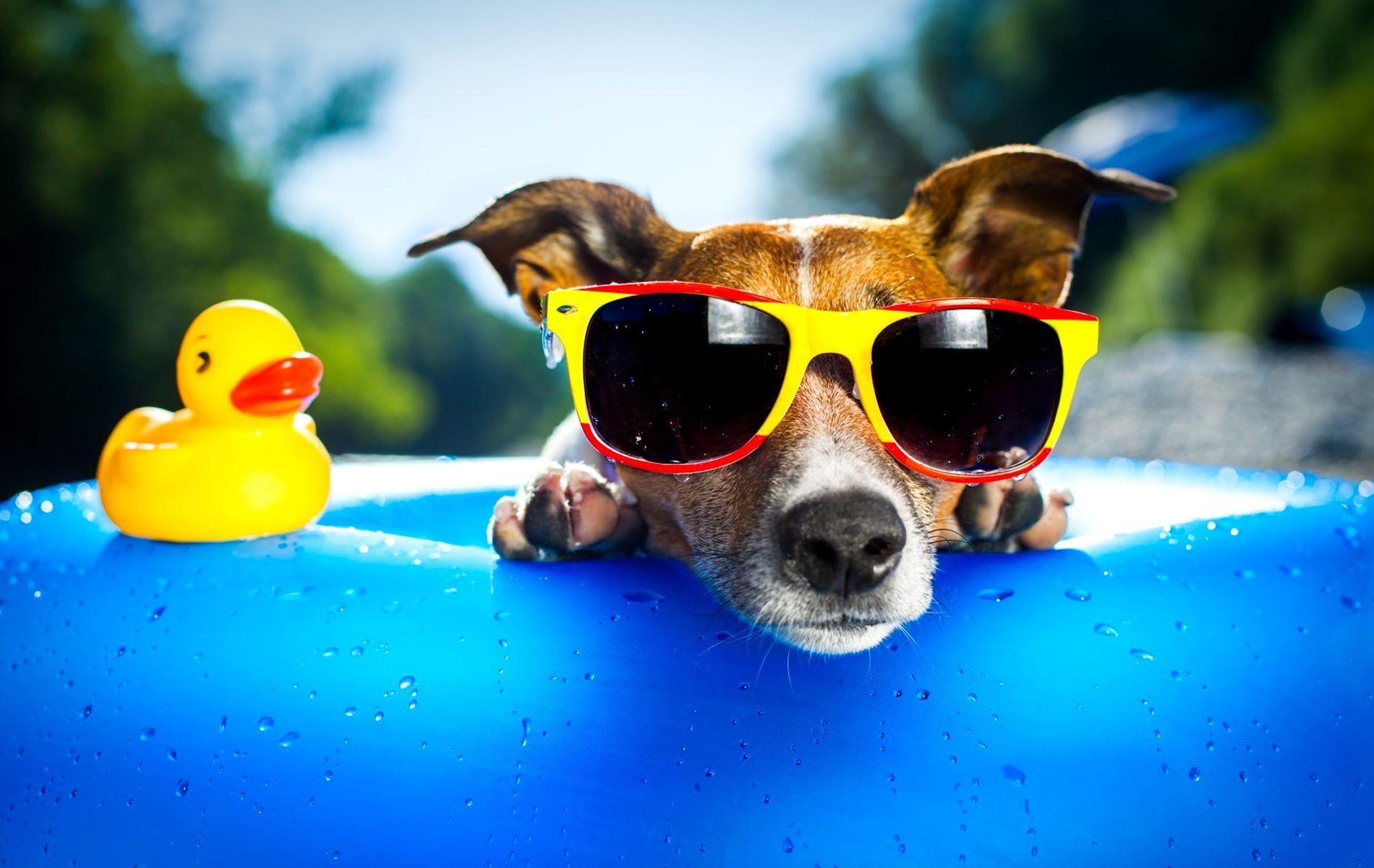 Summer Cute Dogs Wallpaper Photo