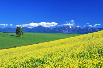 Summer Flower Field Hd Wallpapers For Pc