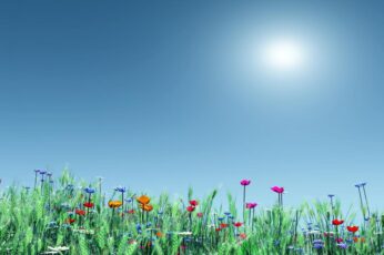 Summer Flower Field Iphone Wallpaper