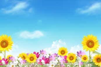 Summer Flower Field Wallpaper Download