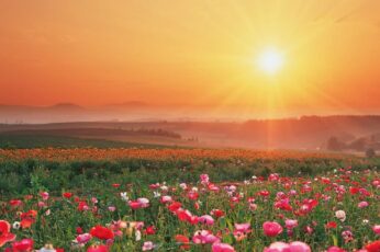 Summer Flower Field Wallpapers For Free