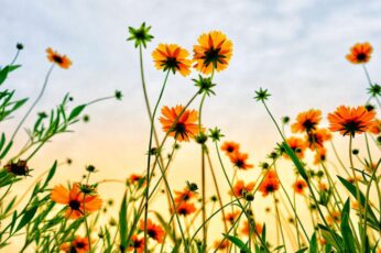 Summer Flower Field Windows 11 Wallpaper 4k