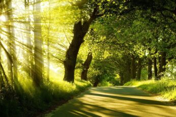 Summer Pathway Hd Wallpapers For Pc