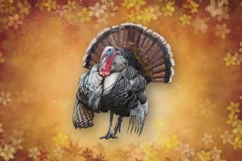 Happy Thanksgiving Turkey Wallpaper For Pc