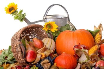 Thanksgiving Harvest Desktop Wallpapers