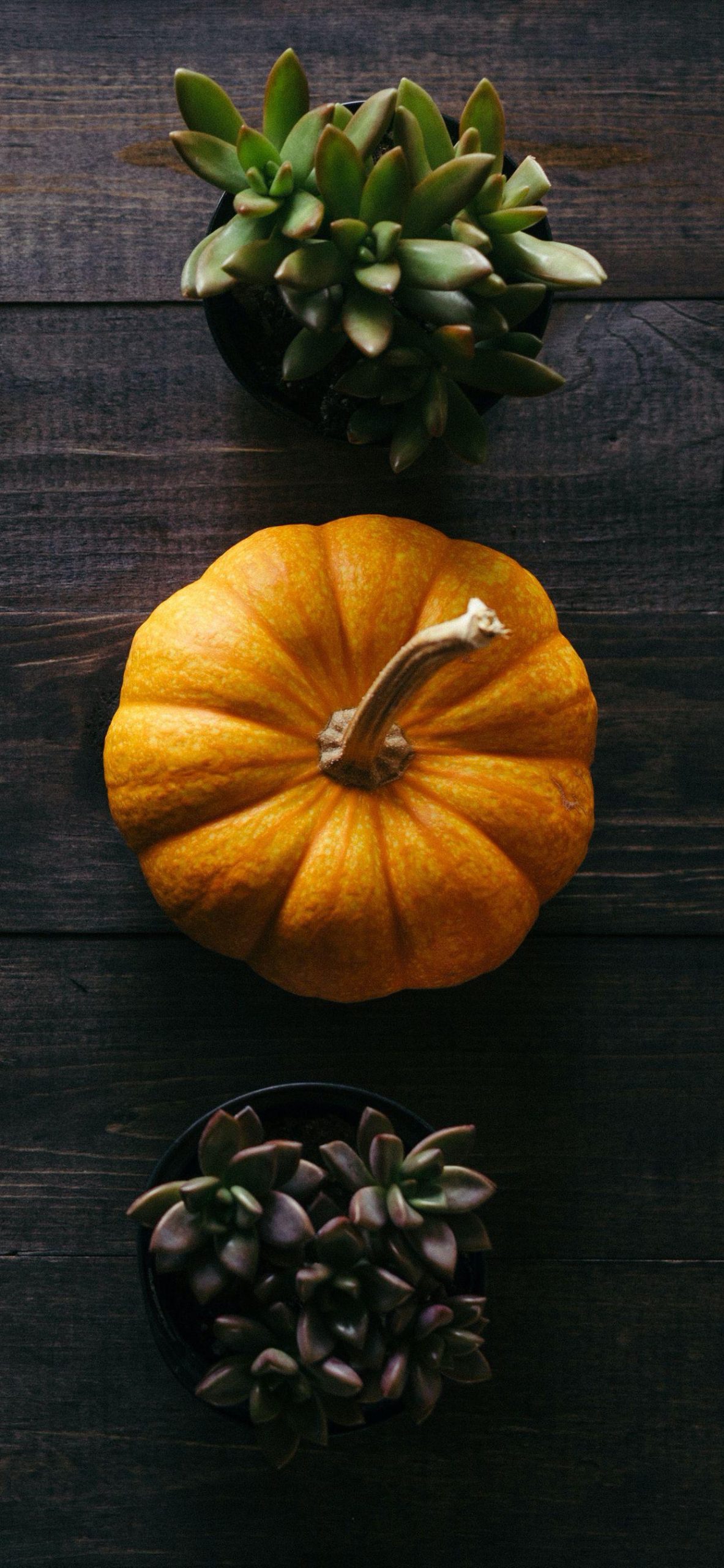 Thanksgiving Harvest Hd Wallpaper 4k For Pc, Thanksgiving Harvest, Holidays
