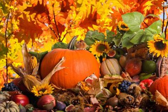 Thanksgiving Harvest Wallpaper