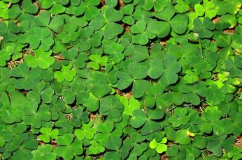 1024×768 St. Patrick’s Day Hd Wallpaper 4k For Pc