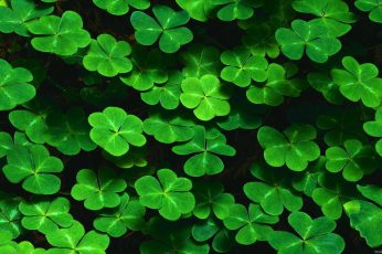 1920×1080 St Patricks Day Wallpapers