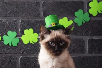 Animal St Patrick’s Day Iphone Wallpaper