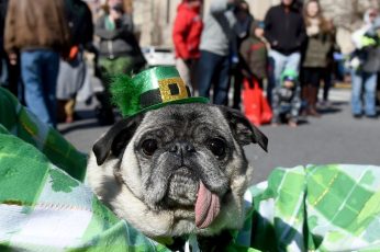 Animal St Patrick’s Day Wallpaper For Ipad