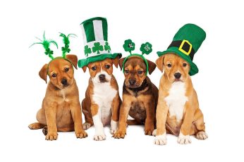Animal St Patrick’s Day Wallpapers