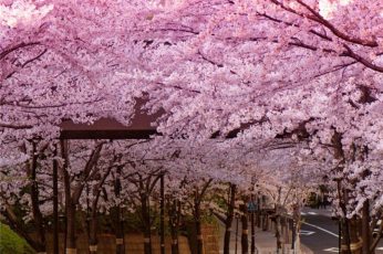 Anime Spring Season Street Hd Wallpapers For Pc