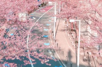 Anime Spring Season Street Pc Wallpaper 4k