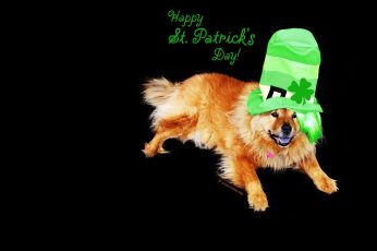 Cute St Patrick’s Day Hd Wallpaper 4k For Pc