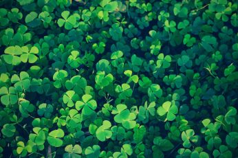 Happy Lucky St Patrick’s Day 2023 Pc Wallpaper