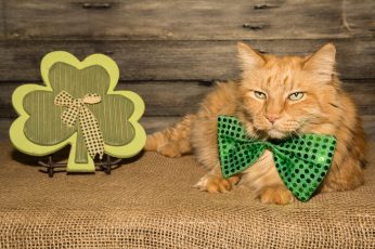 Saint Patricks Day Cats Download Wallpaper