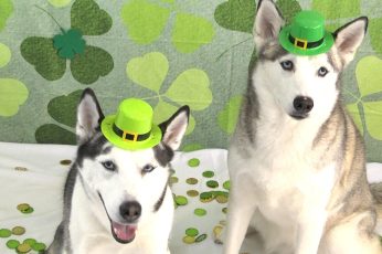 Saint Patricks Day Puppies 1080p Wallpaper