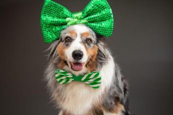 Saint Patricks Day Puppies Iphone Wallpaper