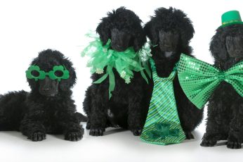 Saint Patricks Day Puppies Wallpaper 4k