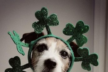 Saint Patricks Day Puppies Wallpaper For Ipad
