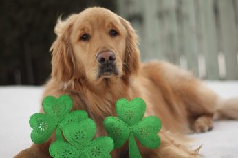 Saint Patricks Day Puppies Wallpaper Photo