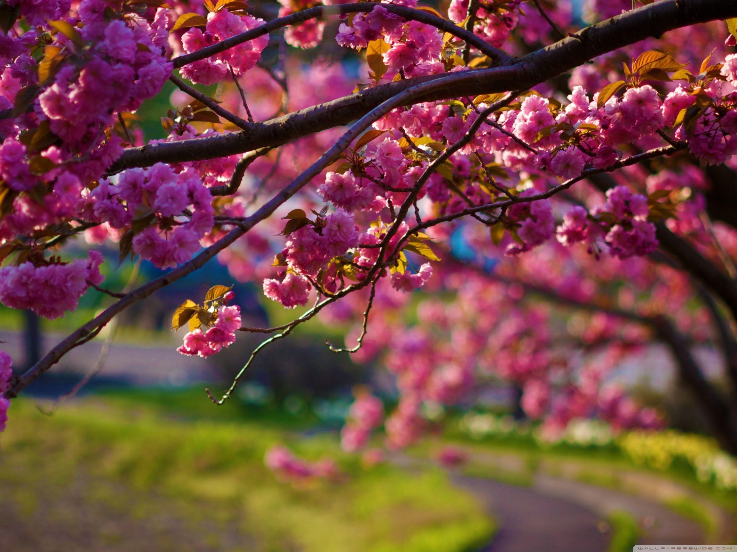 Spring Season 4k Desktop Wallpaper 4k, Spring Season 4k, Nature