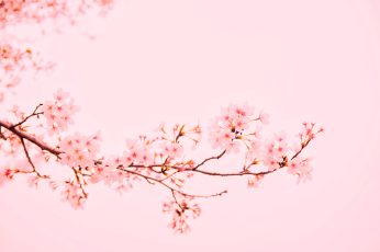 Spring Season Desktop background wallpaper
