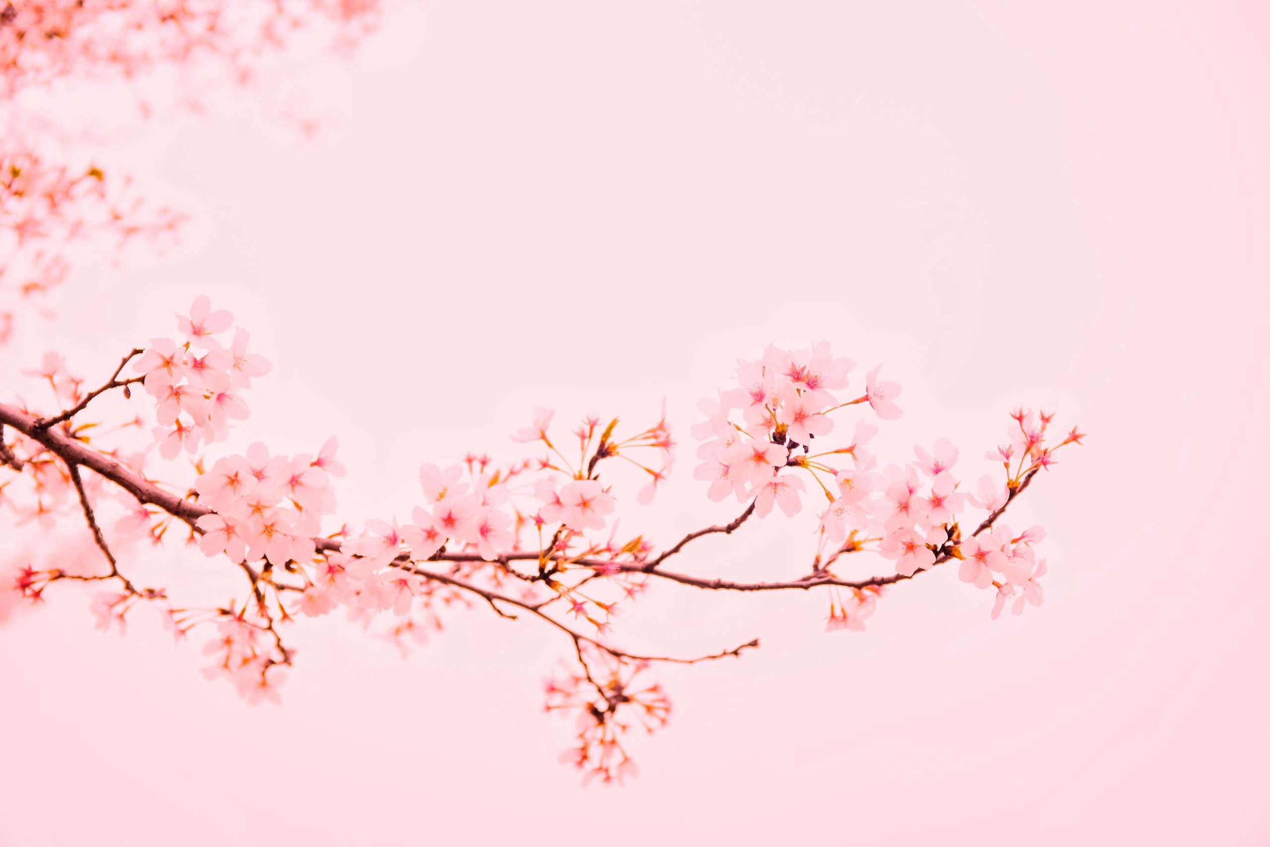 Spring Season Desktop background wallpaper, Spring Season Desktop, Nature