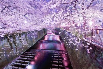 Spring Season Japan 1080p Wallpaper